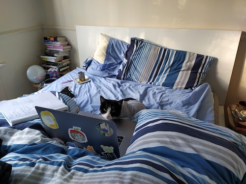 a cat, sitting in front of a laptop, in bed, ready to work